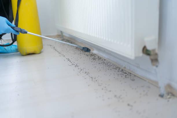 Best Ant Control Services  in Montevideo, MN