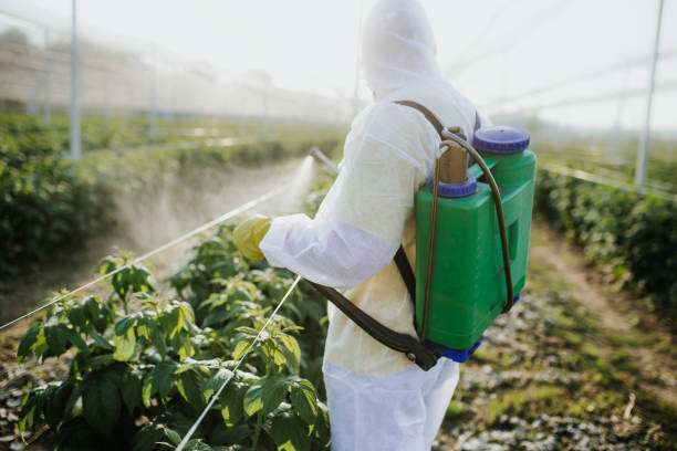 Wasp Removal Services in Montevideo, MN